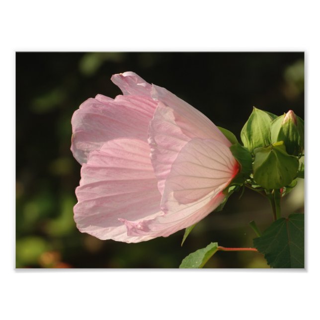 Fleur, Kodak Berufliches Foto (Vorne)