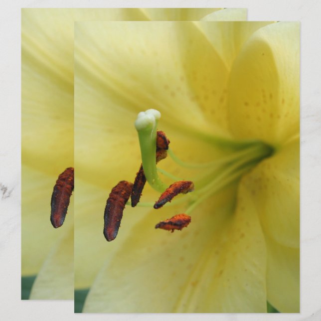 Fleur Lily Jaune Fermer Papier à papier à scandale (Devant / Derrière)