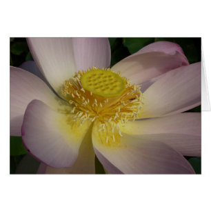 Fleur Lotus Rose I Floral Été
