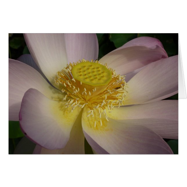 Fleur Lotus Rose I Floral Été (Devant horizontal)