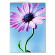 Fleur marguerite violette et bleue Fleur marguerit