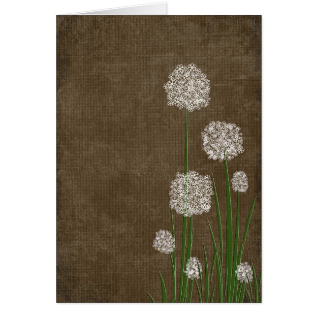 Fleur Moelleuse (Devant)