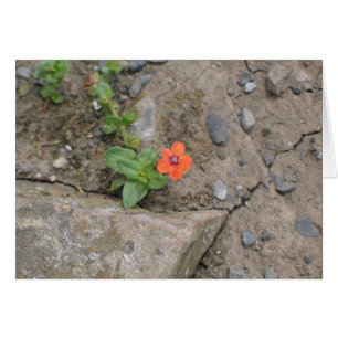 Fleur, Newgrange, Irlande du Nord