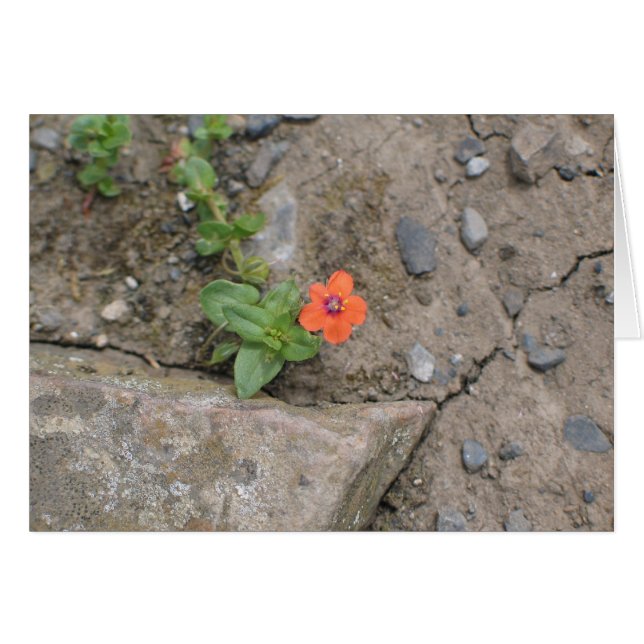 Fleur, Newgrange, Irlande du Nord (Devant Horizontal)