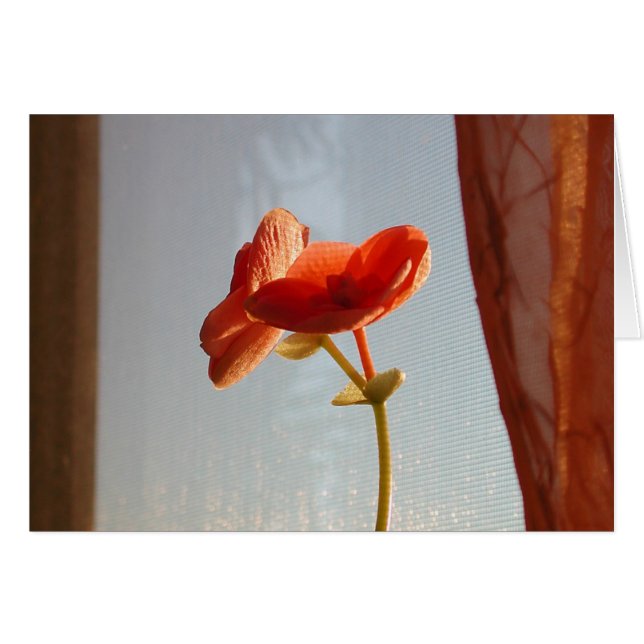 fleur orange (Devant Horizontal)