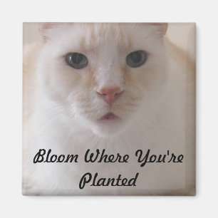 Fleur où vous êtes aimant planté d'image