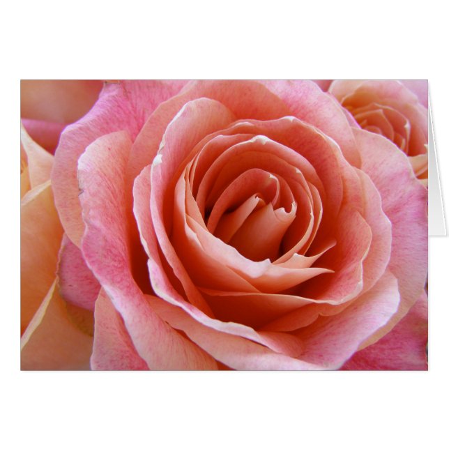 Fleur pleine rose rose rose Rose de rose Accueil (Devant horizontal)