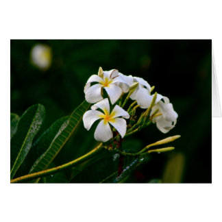 Fleur Plumeria, Maui