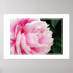 Fleur Poster Peony