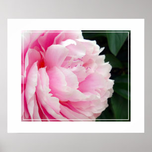 Fleur Poster Peony