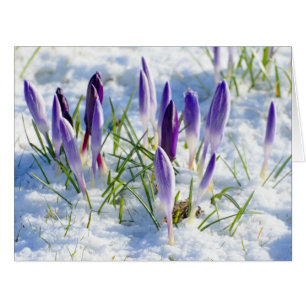 Fleur pourpre de crocus de carte dans la neige