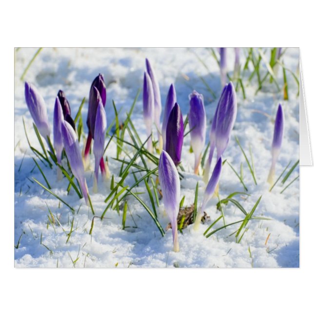 Fleur pourpre de crocus de carte dans la neige (Devant horizontal)