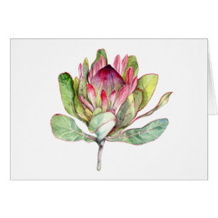 Fleur Protea