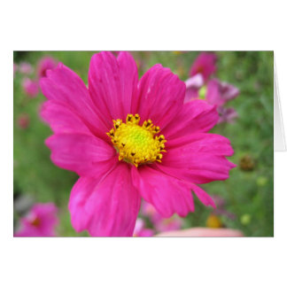 Fleur rose