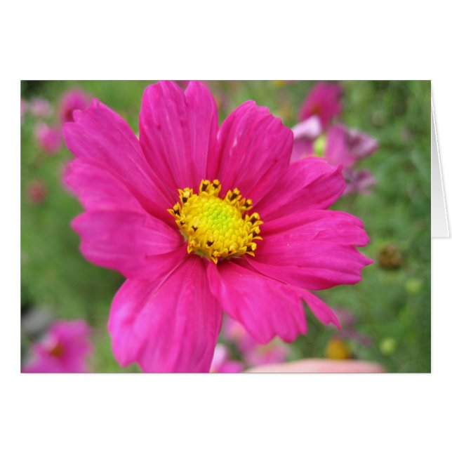 Fleur rose (Devant horizontal)