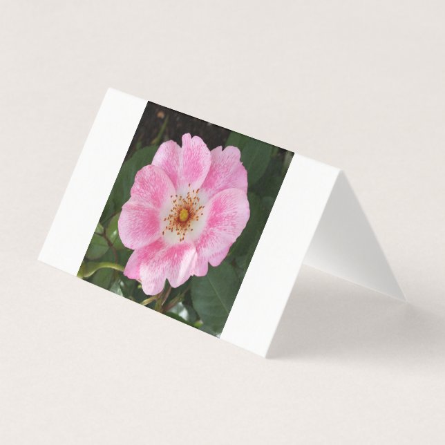 fleur rose à l'ombre (Front)