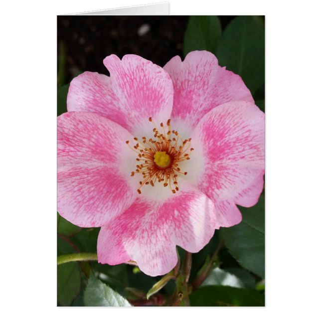 fleur rose à l'ombre (Devant)