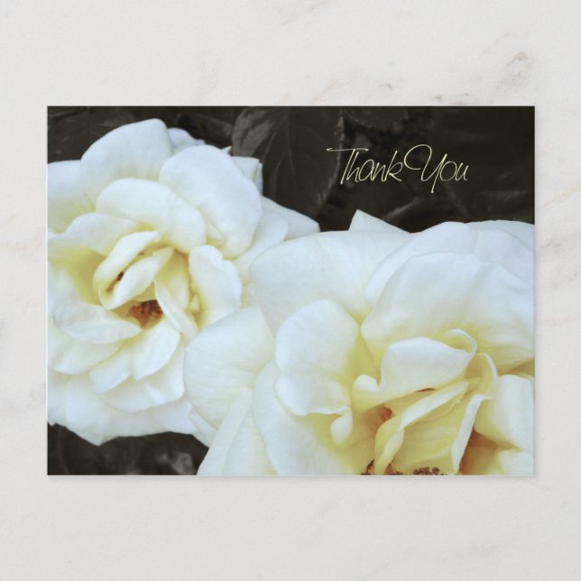 Fleur rose blanche | Cartes postales Merci (Devant)