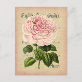 Fleur rose Carte postale fleurie féminine vintage