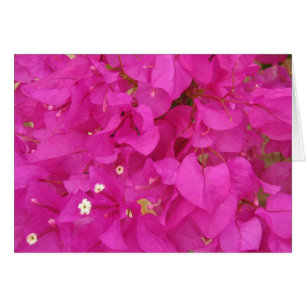Fleur rose de bouganvillée (Grèce)