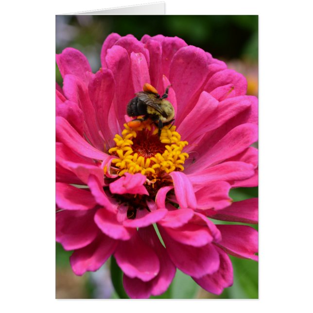 Fleur rose et Bumble bebe (Devant)
