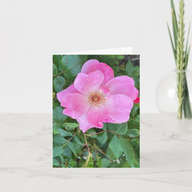 Fleur rose rose fleurie Carte de voeux anniversair (Devant)