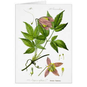Fleur rose vintage