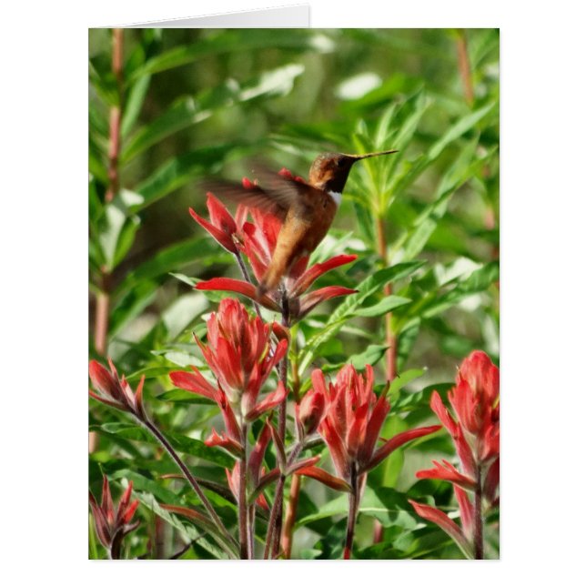 Fleur rouge colibri (Devant)