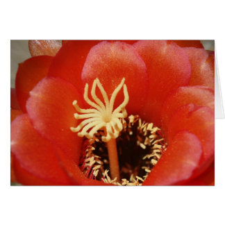 Fleur rouge de cactus