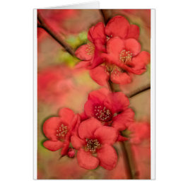 Fleur rouge de coing