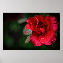 Fleur rouge naturelle poster photo