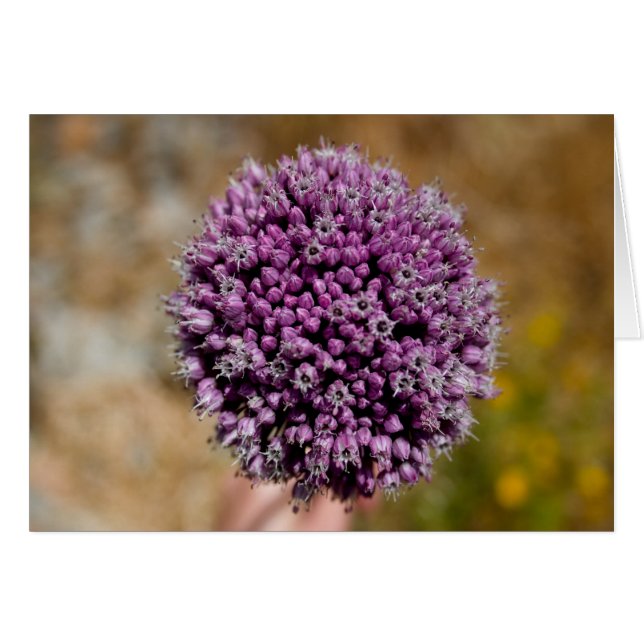 Fleur sauvage (Devant horizontal)