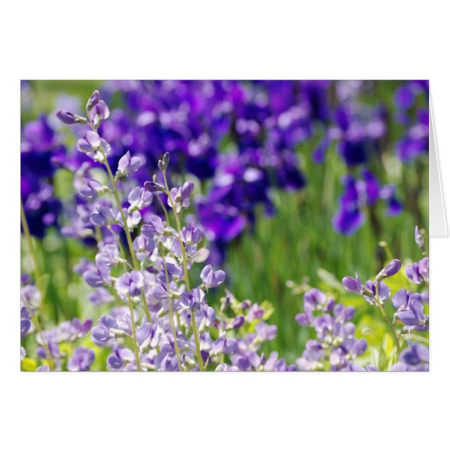 Fleur sauvage (Devant Horizontal)