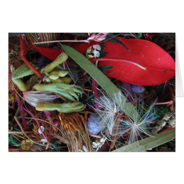 Fleur sauvage australien (Devant horizontal)