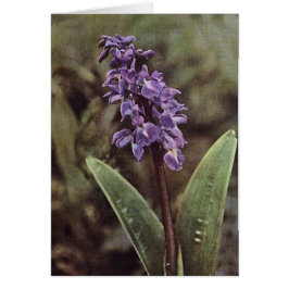 Fleur sauvage : Carte d'orchidées violettes précoc