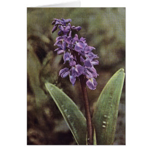 Fleur sauvage : Carte d'orchidées violettes précoc