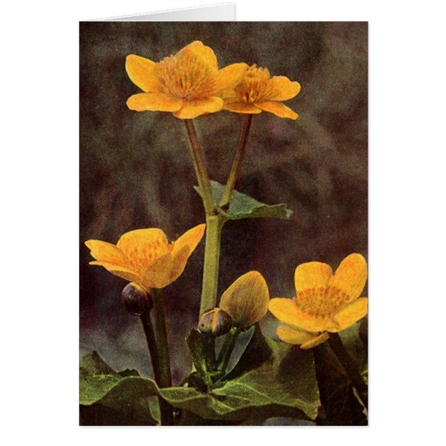 Fleur sauvage : Carte Marsh Marigold (Devant)