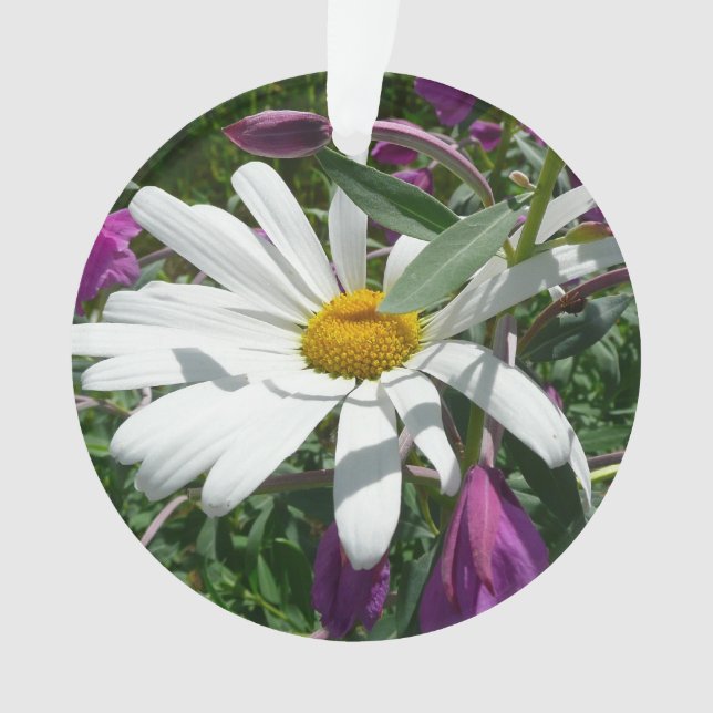Fleur sauvage Daisy et Fireweed (devant)