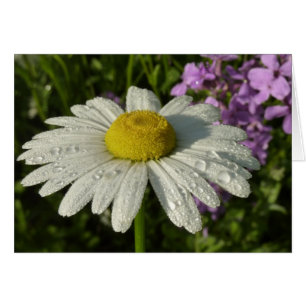 Fleur sauvage Daisy et Summer Lilac