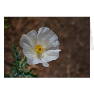Fleur sauvage du désert blanc