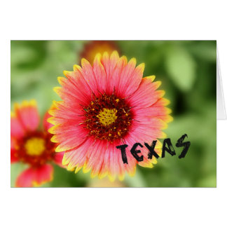 Fleur sauvage du Texas