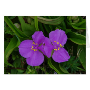Fleur sauvage Fuchsia Spiderwort Hot Springs Cadea