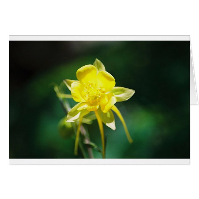 Fleur sauvage jaune de Columbine (Devant horizontal)