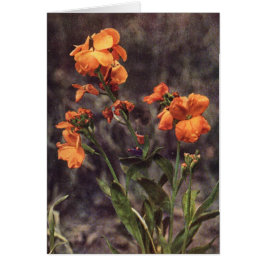 Fleur sauvage : Wallflower Card