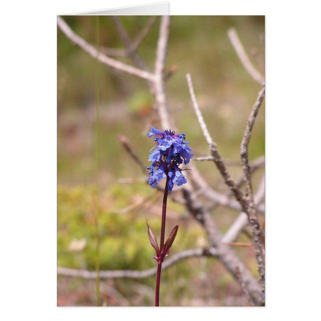 fleur violette (Devant)