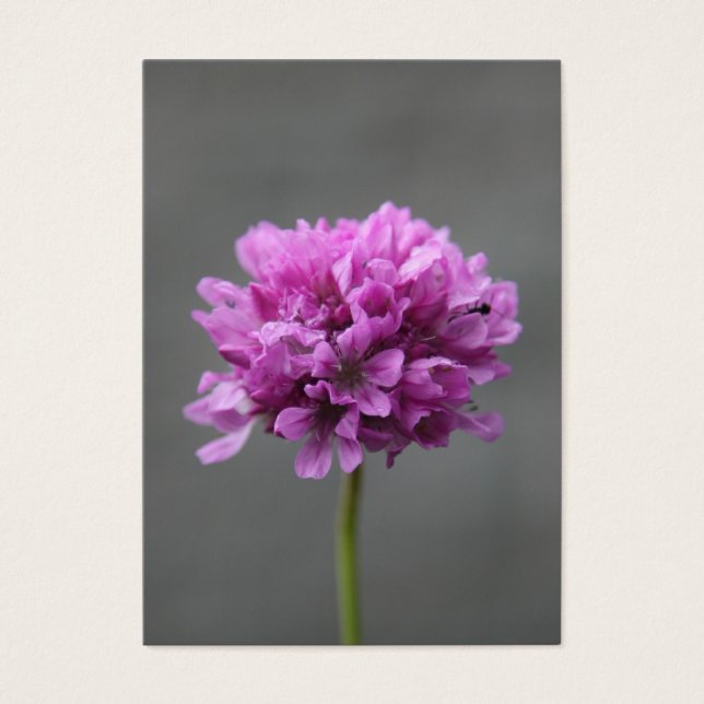 fleur violette avec fourmi (Devant)
