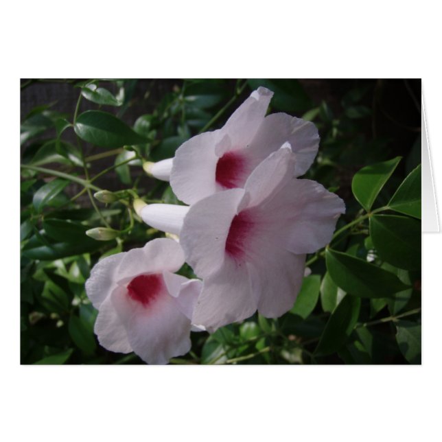 Fleurs (Devant horizontal)