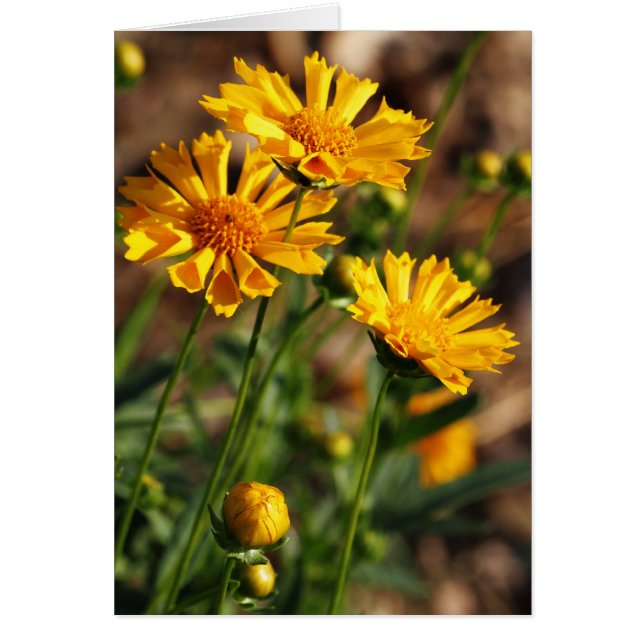 Fleurs assez jaunes (Devant)