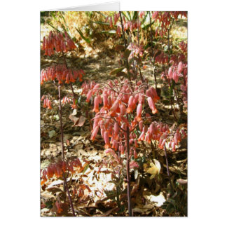 Fleurs au Parque Tangamanga