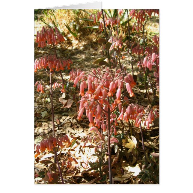 Fleurs au Parque Tangamanga (Devant)